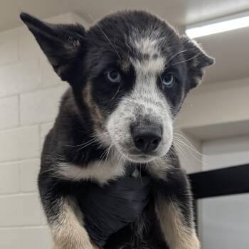 Oakley -  Australian Cattle Dog Blue Heeler Dog for Adoption in Norman, Oklahoma - Oakley | PetCurious
