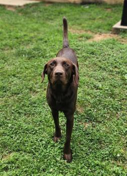 Max -  Chocolate Labrador Retriever Dog for Adoption in Stanley, Virginia - Max | PetCurious