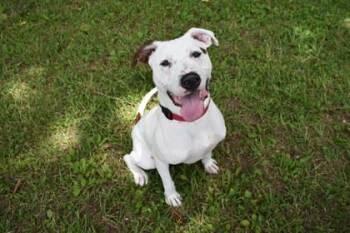Cheddar -  Pit Bull Terrier and Mixed Breed Dog for Adoption in Kansas City, Missouri - Cheddar | PetCurious