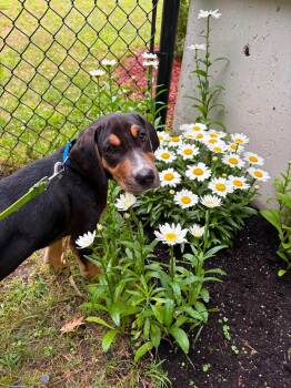 Corinth -  Black Labrador Retriever and Hound Dog for Adoption in Billerica, Massachusetts - Corinth | PetCurious
