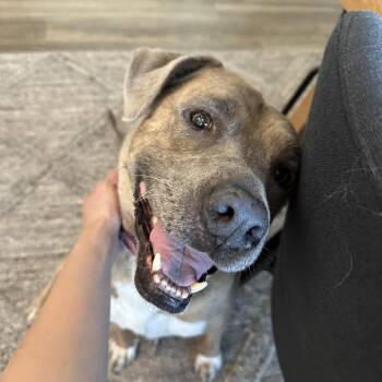 Mixed Breed Dogs Available for Adoption in San Antonio, Texas - Kahlua  | PetCurious