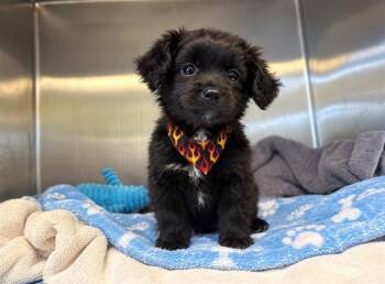 ANASTASIA -  Chihuahua and Pomeranian Dog for Adoption in Tustin, California - ANASTASIA | PetCurious