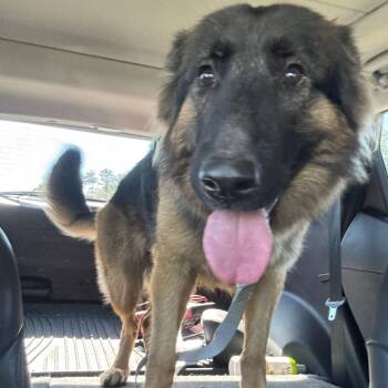 Harley Quinn -  Shepherd Dog for Adoption in Greensboro, North Carolina - Harley Quinn | PetCurious