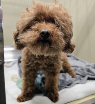Poodle Dogs Available for Adoption in Lindenhurst, New York - 26-202 | PetCurious