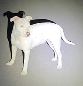 LIV -  American Staffordshire Terrier Dog for Adoption in San Antonio, Texas - LIV | PetCurious