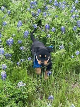 Doberman Pinscher and Mixed Breed Dogs Available for Adoption in Sunnyvale, Texas - Puppy 6 | PetCurious