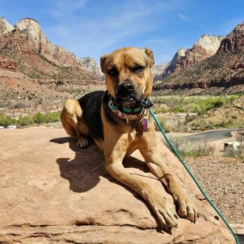 Rescue Boxer and Shepherd Dogs for Adoption in Hurricane, Utah - Jodi | PetCurious