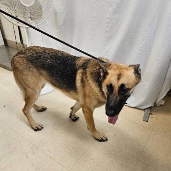 Bryce -  German Shepherd Dog Dog for Adoption in Lake Panasoffkee, Florida - Bryce | PetCurious