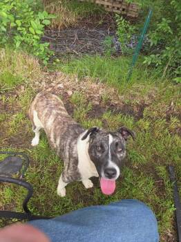 Penny -  Terrier and Whippet Dog for Adoption in Tulsa, Oklahoma - Penny | PetCurious
