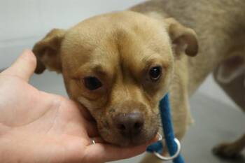 LUCKY KNAPPER WOODS -  Mixed Breed Dog for Adoption in Columbia, South Carolina - LUCKY KNAPPER WOODS | PetCurious