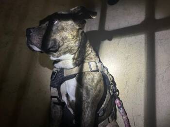 A480265 -  Pit Bull Terrier and Mixed Breed Dog for Adoption in Oklahoma City, Oklahoma - A480265 | PetCurious