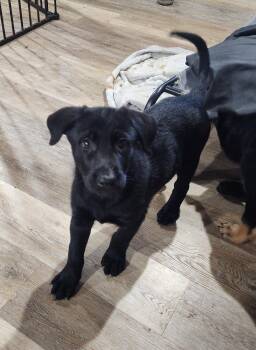 Shepherd and Labrador Retriever Dogs Available for Adoption in Marine City, Michigan - Chase | PetCurious