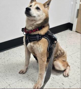 Angie -  Shiba Inu Dog for Adoption in Toms River, New Jersey - Angie | PetCurious