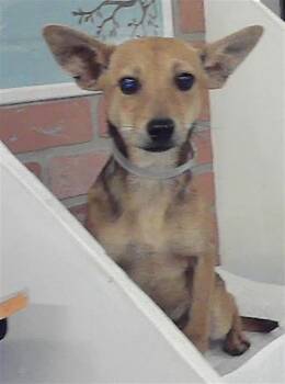 Chihuahua and Mixed Breed Dogs Available for Adoption in Houston, Texas - JALAPENO | PetCurious