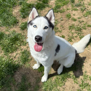 Rescue Husky Dogs for Adoption - Luna | PetCurious
