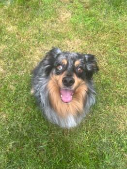 Australian Shepherd Dogs Available for Adoption in Vashon, Washington - Zuko | PetCurious