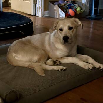 HG -  Labrador Retriever and Great Pyrenees Dog for Adoption in Bardstown, Kentucky - HG | PetCurious