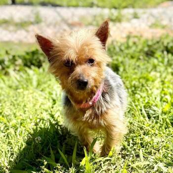Yorkshire Terrier Dogs Available for Adoption in Peyton, Colorado - Doree - Missouri AP26-60 | PetCurious