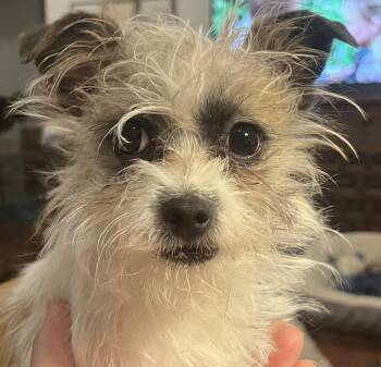 Chihuahua Dogs Available for Adoption in Longmont, Colorado - Gilbert | PetCurious