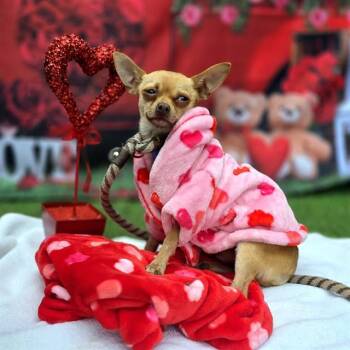 Chihuahua and Mixed Breed Dogs Available for Adoption - RALPHIE | PetCurious