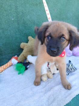 German Shepherd Dog and Labrador Retriever Dogs Available for Adoption - Francia | PetCurious