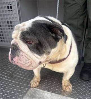 English Bulldog Dogs Available for Adoption in Fort Lauderdale, Florida - HERMAN | PetCurious