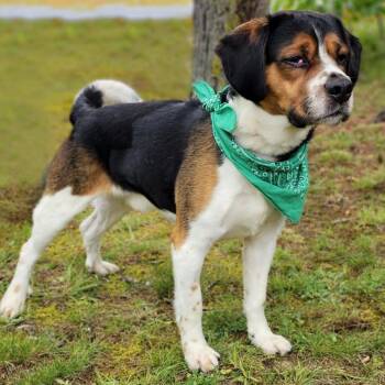 Rescue Mixed Breed Dogs for Adoption in Cheboygan, Michigan - Buddy | PetCurious
