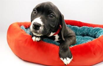 Harrier and Mixed Breed Dogs Available for Adoption in Fort Lauderdale, Florida - DEA | PetCurious