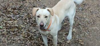 Rescue Yellow Labrador Retriever Dogs for Adoption in Centerville, Georgia - BoBo | PetCurious