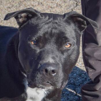 American Staffordshire Terrier and American Bulldog Dogs Available for Adoption - Sarge | PetCurious