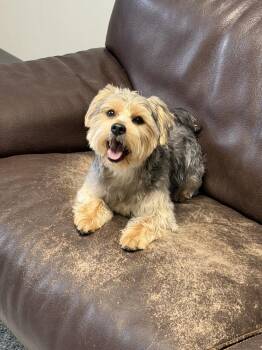 Maltese and Yorkshire Terrier Dogs Available for Adoption in Fort Lauderdale, Florida - Dexter | PetCurious