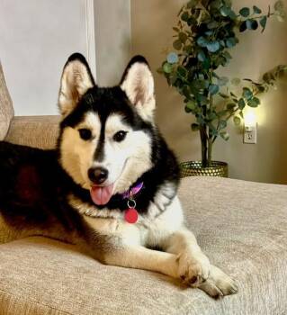 Raven -  Siberian Husky Dog for Adoption in York, Pennsylvania - Raven | PetCurious