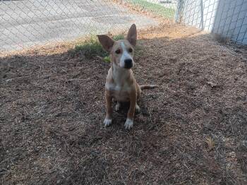 Thing -  Mixed Breed Dog for Adoption in North Little Rock, Arkansas - Thing | PetCurious