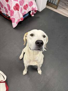 Labrador Retriever Dogs Available for Adoption in Aurora, Colorado - Birdie | PetCurious