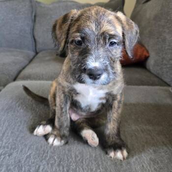 Mixed Breed Dogs Available for Adoption in Watertown, Wisconsin - Morty | PetCurious