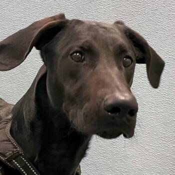 DJ -  Doberman Pinscher Dog Available for Adoption in Des Moines, Iowa - DJ | PetCurious