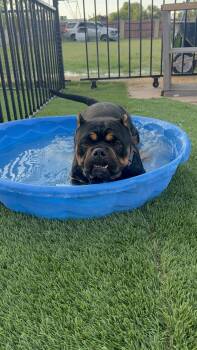 Brisket -  English Bulldog Dog for Adoption in Mesa, Arizona - Brisket | PetCurious