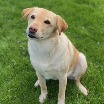 Labrador Retriever Dogs Available for Adoption in Rockville, Maryland - Sirena | PetCurious