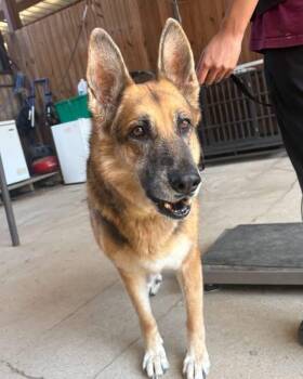 Maggie -  German Shepherd Dog Dog for Adoption - Maggie | PetCurious