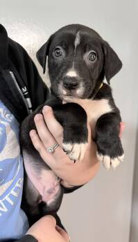 Auggie -  Pit Bull Terrier and Shepherd Dog for Adoption in Oxford, Michigan - Auggie | PetCurious