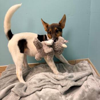 Kat -  Shetland Sheepdog Sheltie and Collie Dog for Adoption in Columbus, Georgia - Kat | PetCurious