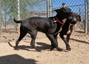 Rescue Black Labrador Retriever Dogs for Adoption in Queen Creek, Arizona - Feather | PetCurious