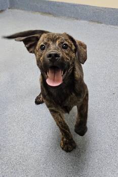 Margie -  Pit Bull Terrier Dog Available for Adoption in Suffolk, Virginia - Margie | PetCurious