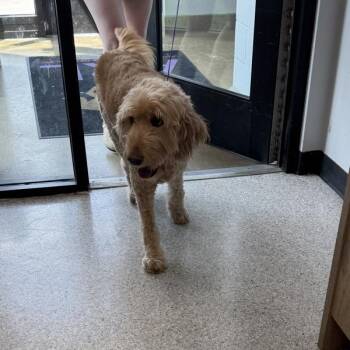 Alaina -  Labradoodle Dog for Adoption in Des Moines, Iowa - Alaina | PetCurious