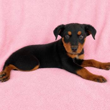 Rottweiler Dogs Available for Adoption in Tucson, Arizona - Tug | PetCurious