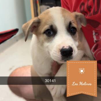 Balboa -  Cattle Dog and Shepherd Dog for Adoption in Chico, California - Balboa | PetCurious