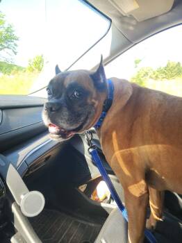 Boxer Dogs Available for Adoption in Owatonna, Minnesota - Gordon | PetCurious