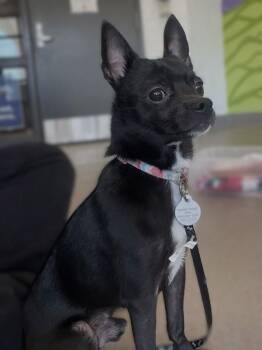 Yogi -  Chihuahua Dog for Adoption in Roanoke, Virginia - Yogi | PetCurious