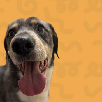 Felix -  Catahoula Leopard Dog and Mixed Breed Dog for Adoption in Reno, Nevada - Felix | PetCurious