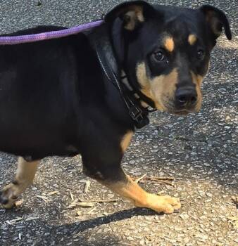 Pen 147c Sophie -  Rottweiler Dog for Adoption in Lawrenceville, Georgia - Pen 147c Sophie | PetCurious